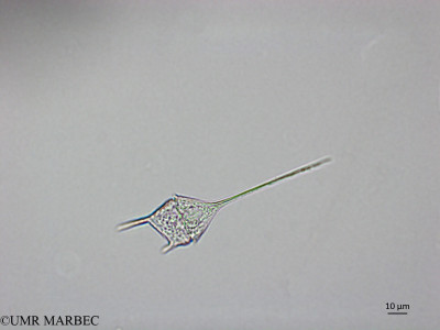 phyto/Brazilian_Nordeste/AtoldasRocas_station20/ABRACOS1 October 2015/Tripos kofoidii (Snap-1858)(copy)_thumb.jpg